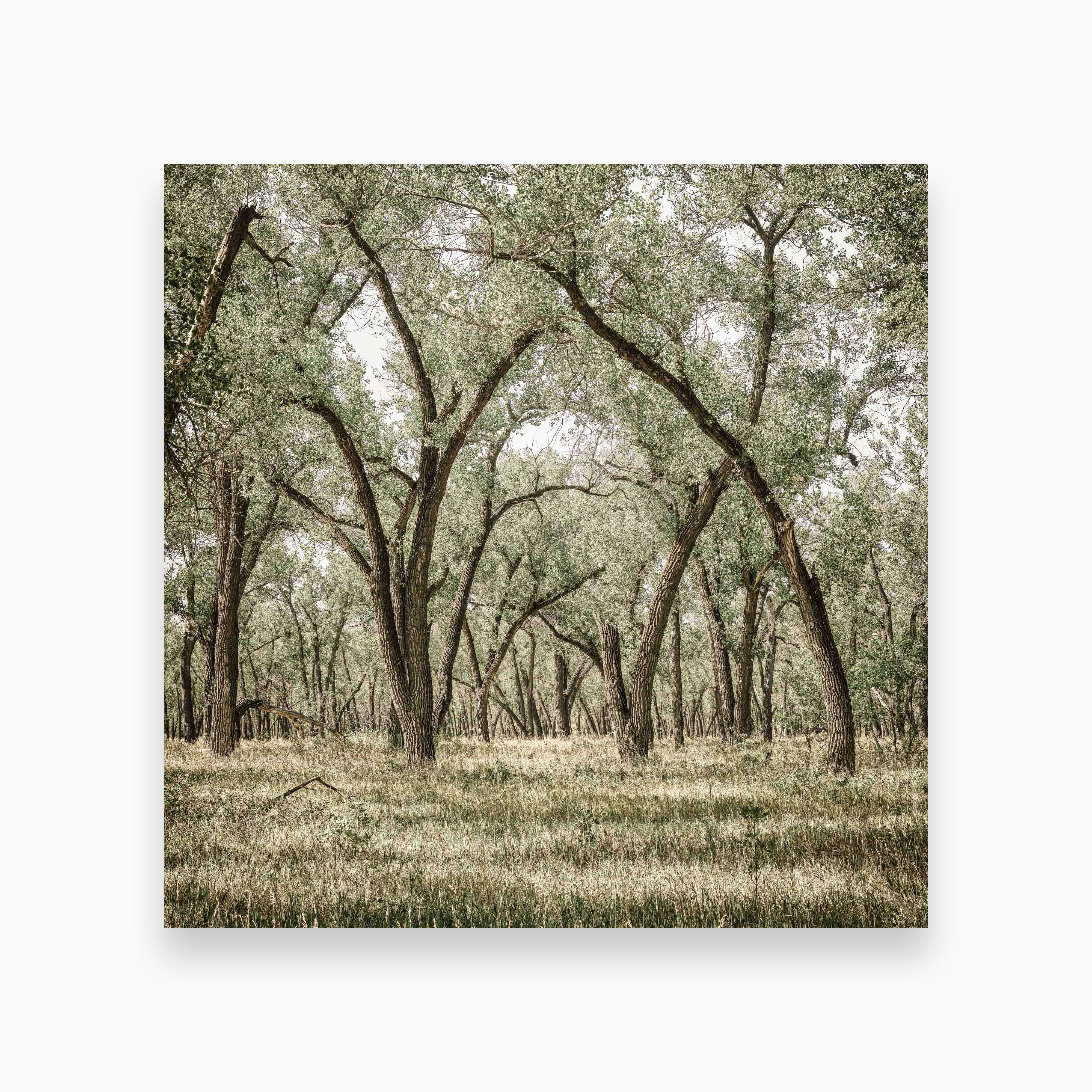 Rooted Grove