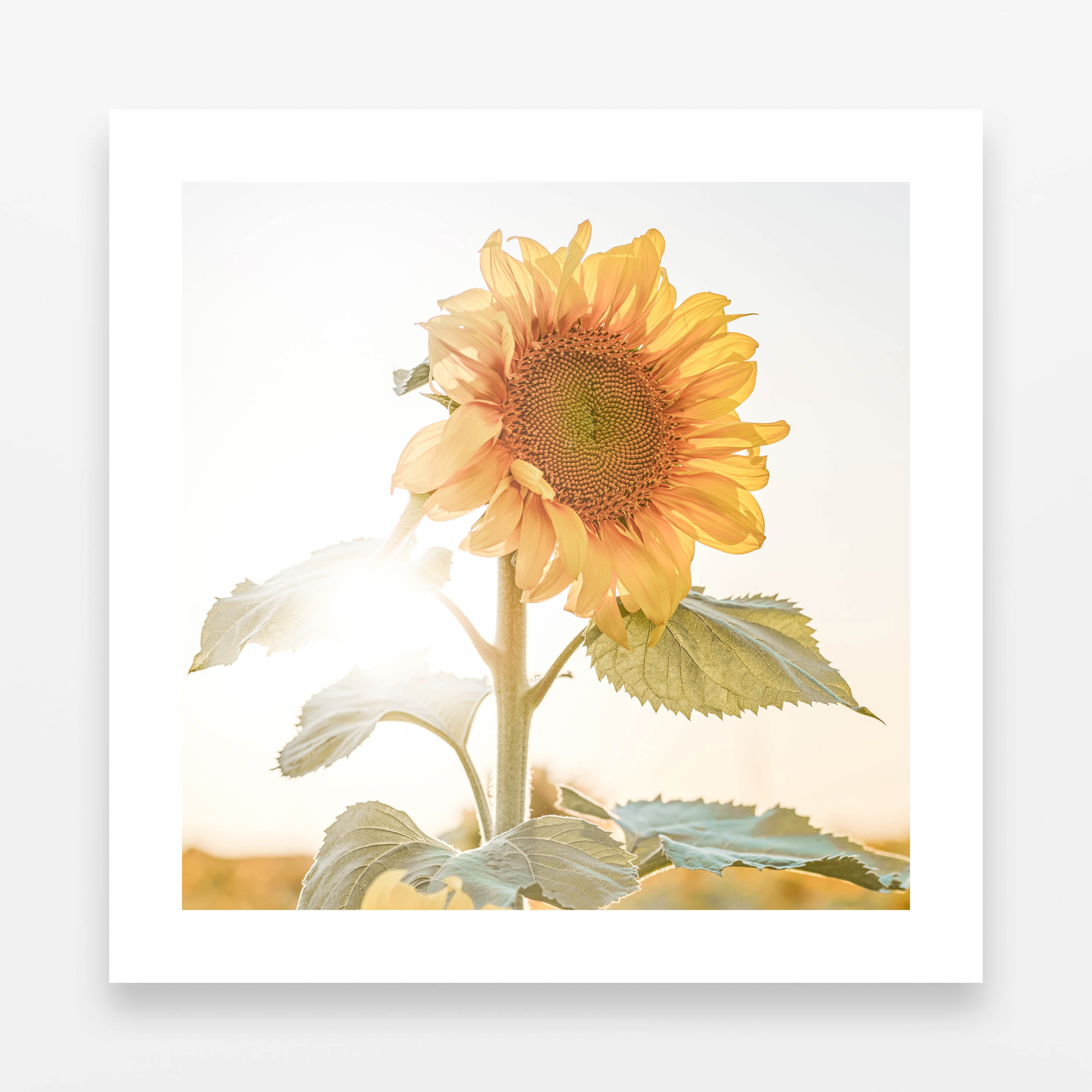 RENEWAL (Portrait of Warmth)