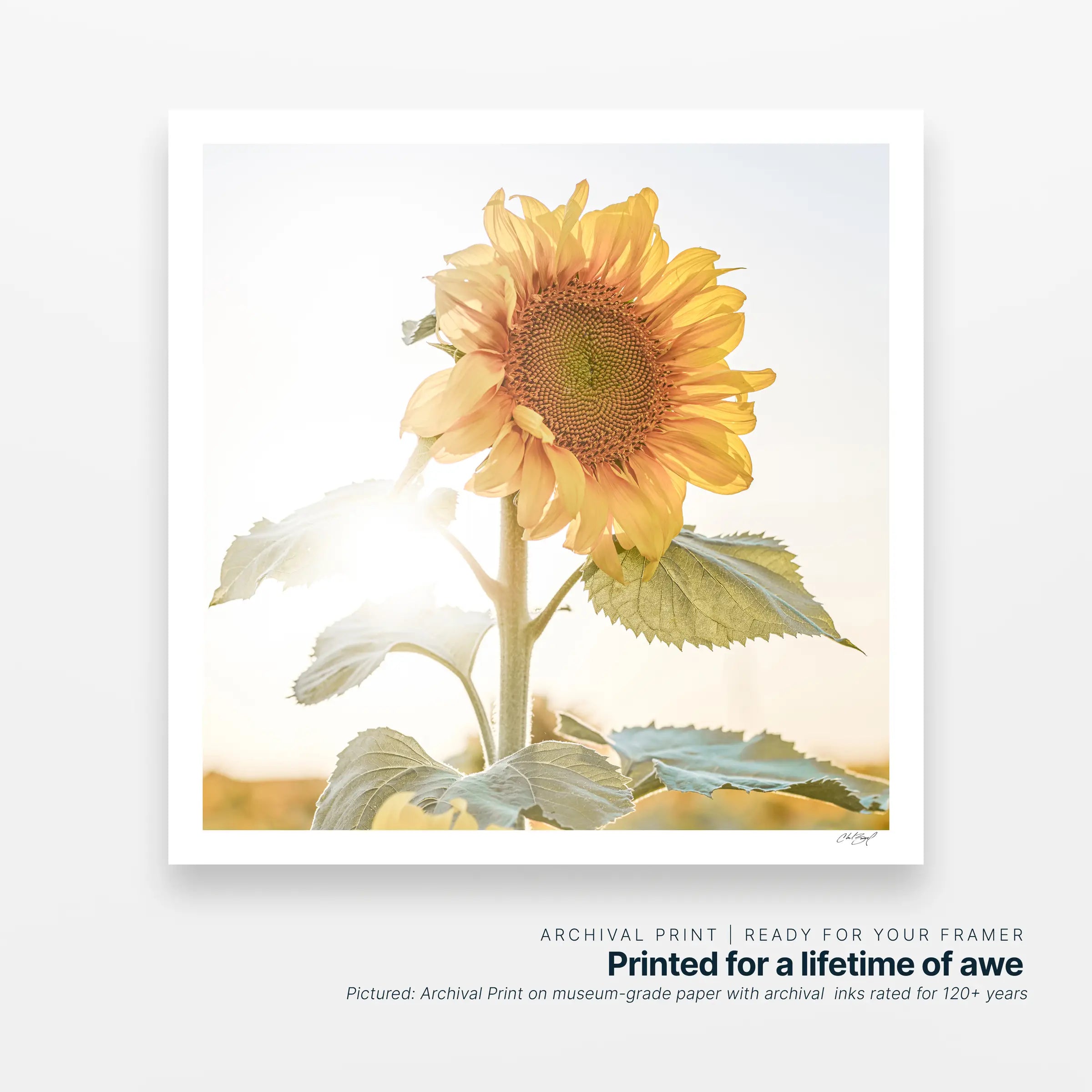 Portrait of Warmth