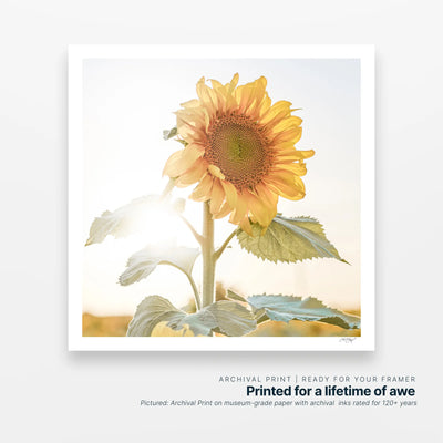 Portrait of Warmth