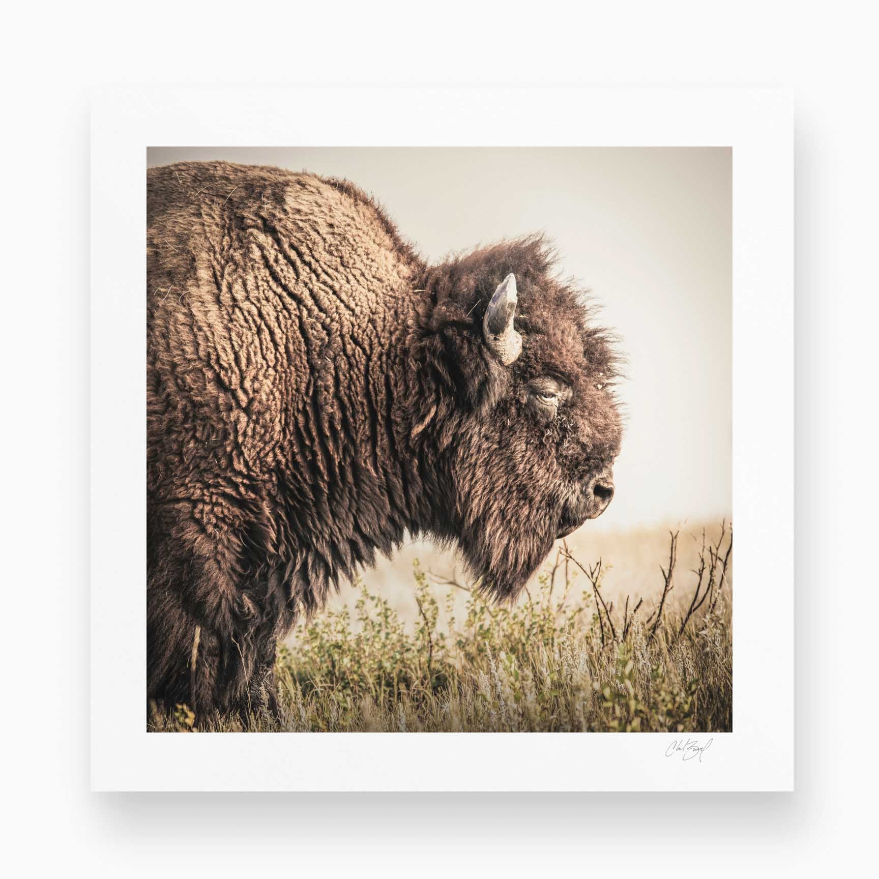 Steadfast Bison - Chad Ziemendorf