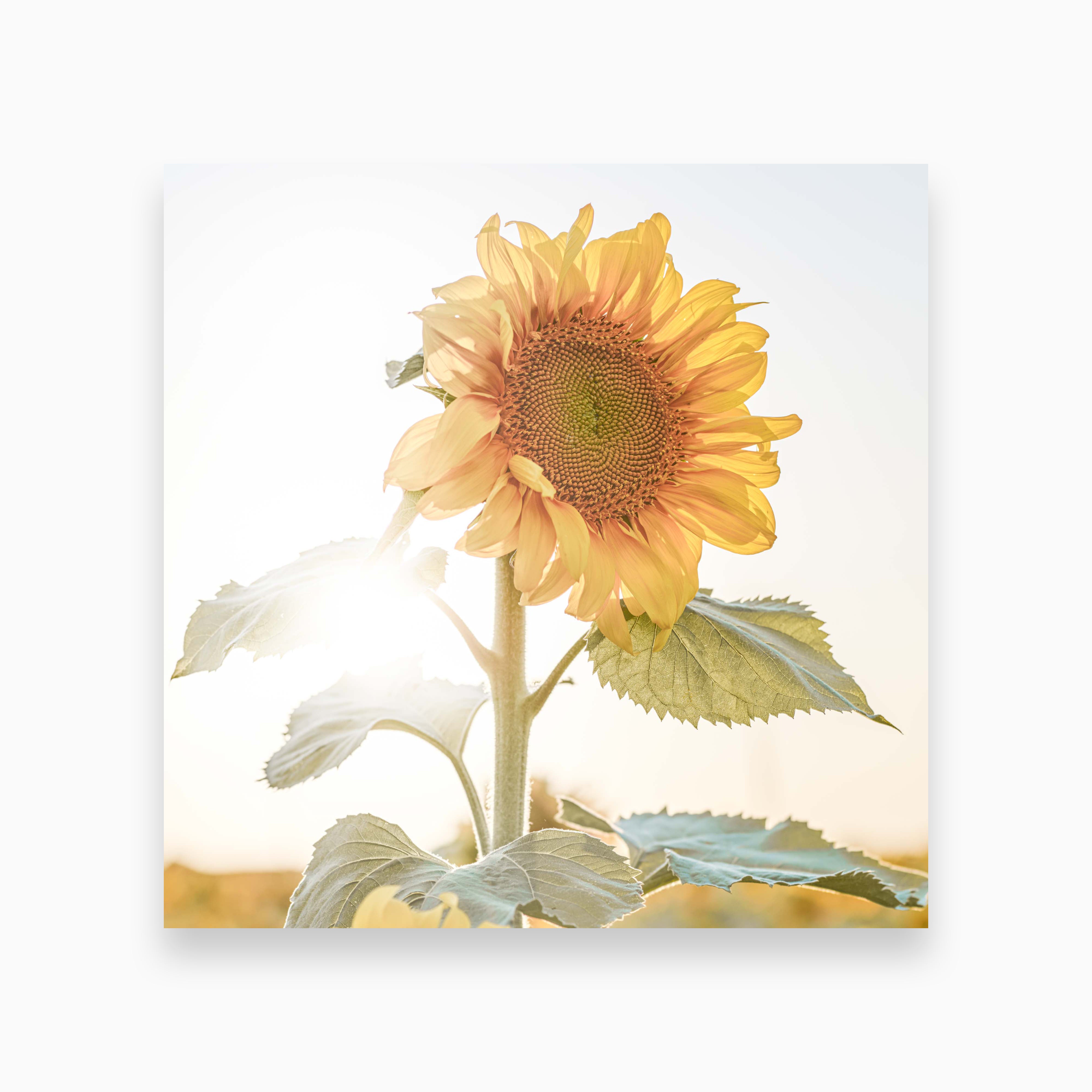 Portrait of Warmth