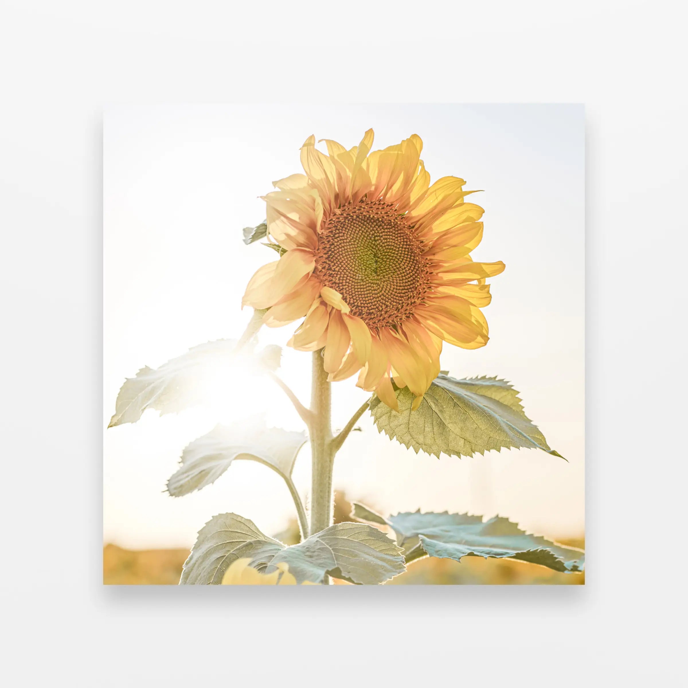 Portrait of Warmth